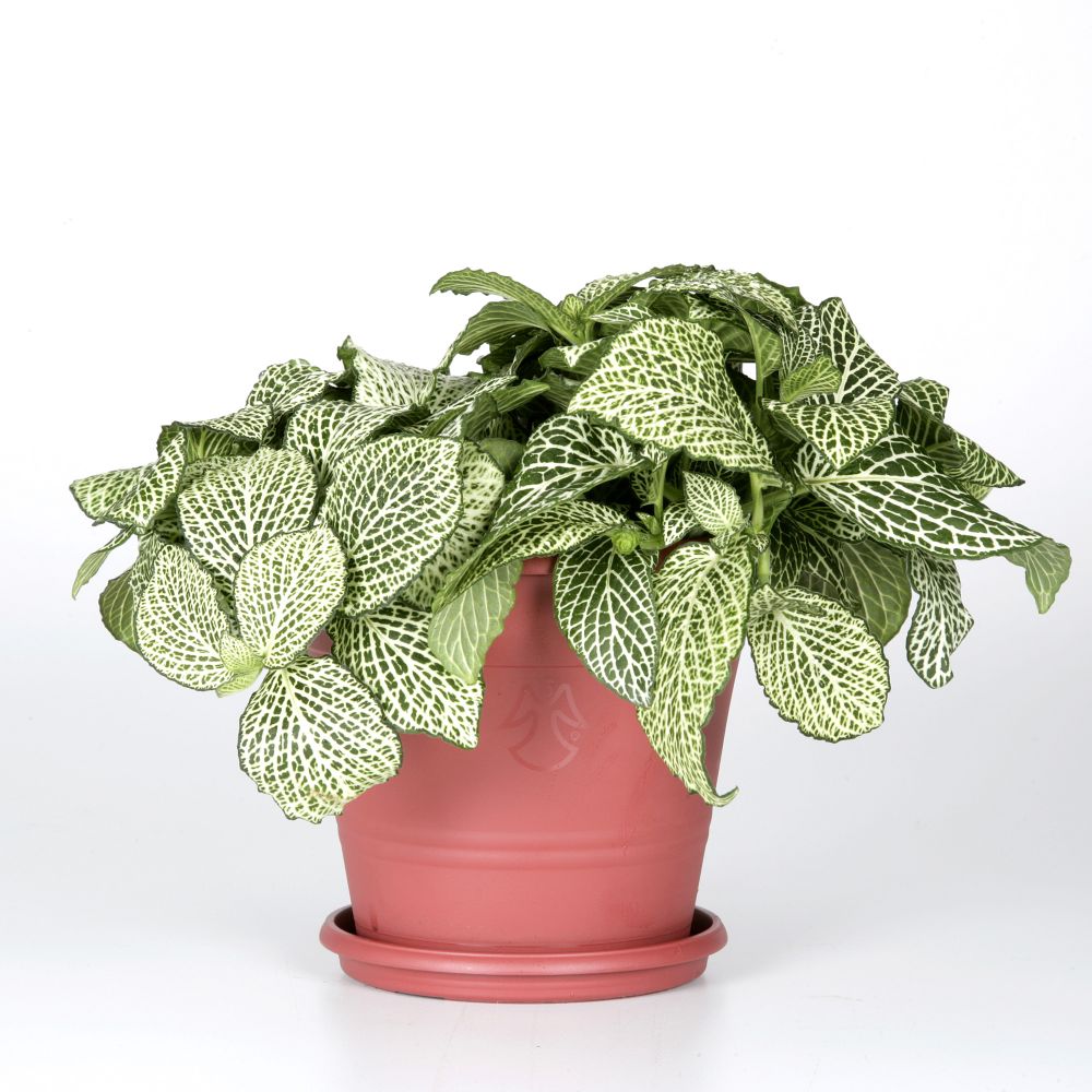 Live House Plants