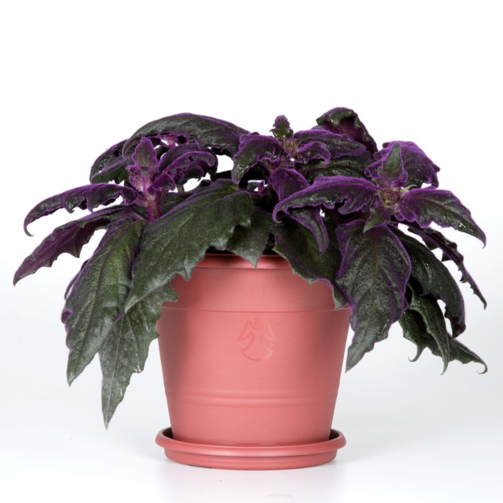 Exotic Angel Plants presents Purple Passion 