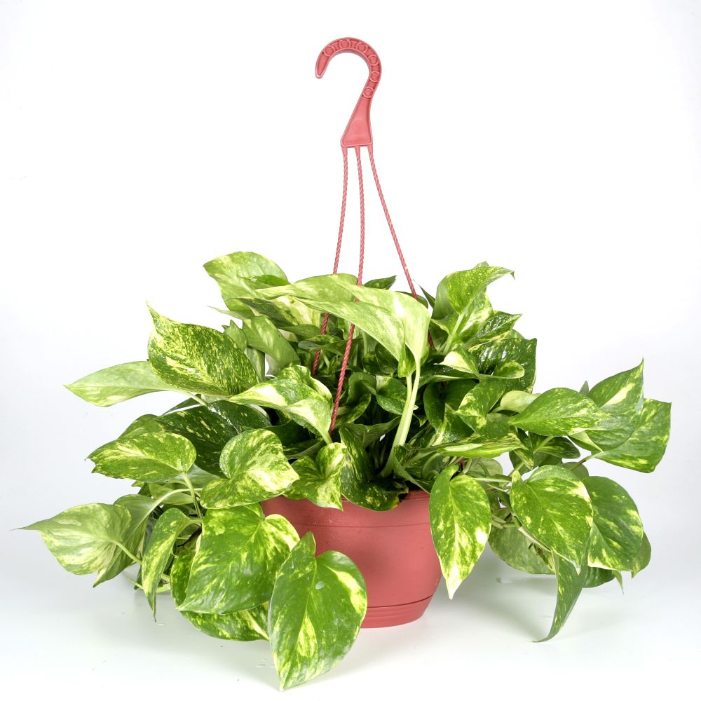 Exotic Angel Plants presents Pothos Golden