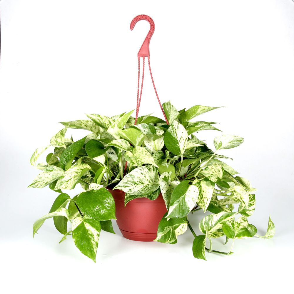 Exotic Angel Plants presents Pothos Marble Queen