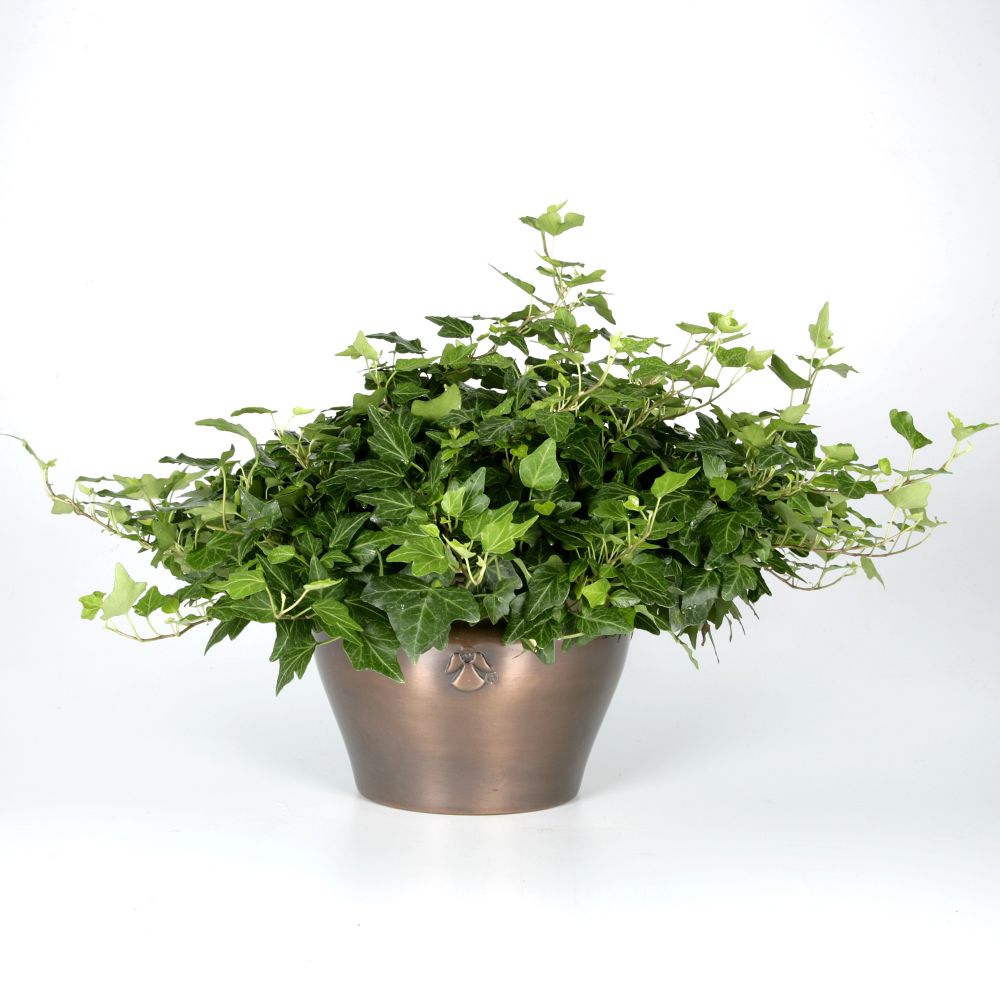House Plants Ivy. Angel Plants presents Ivy