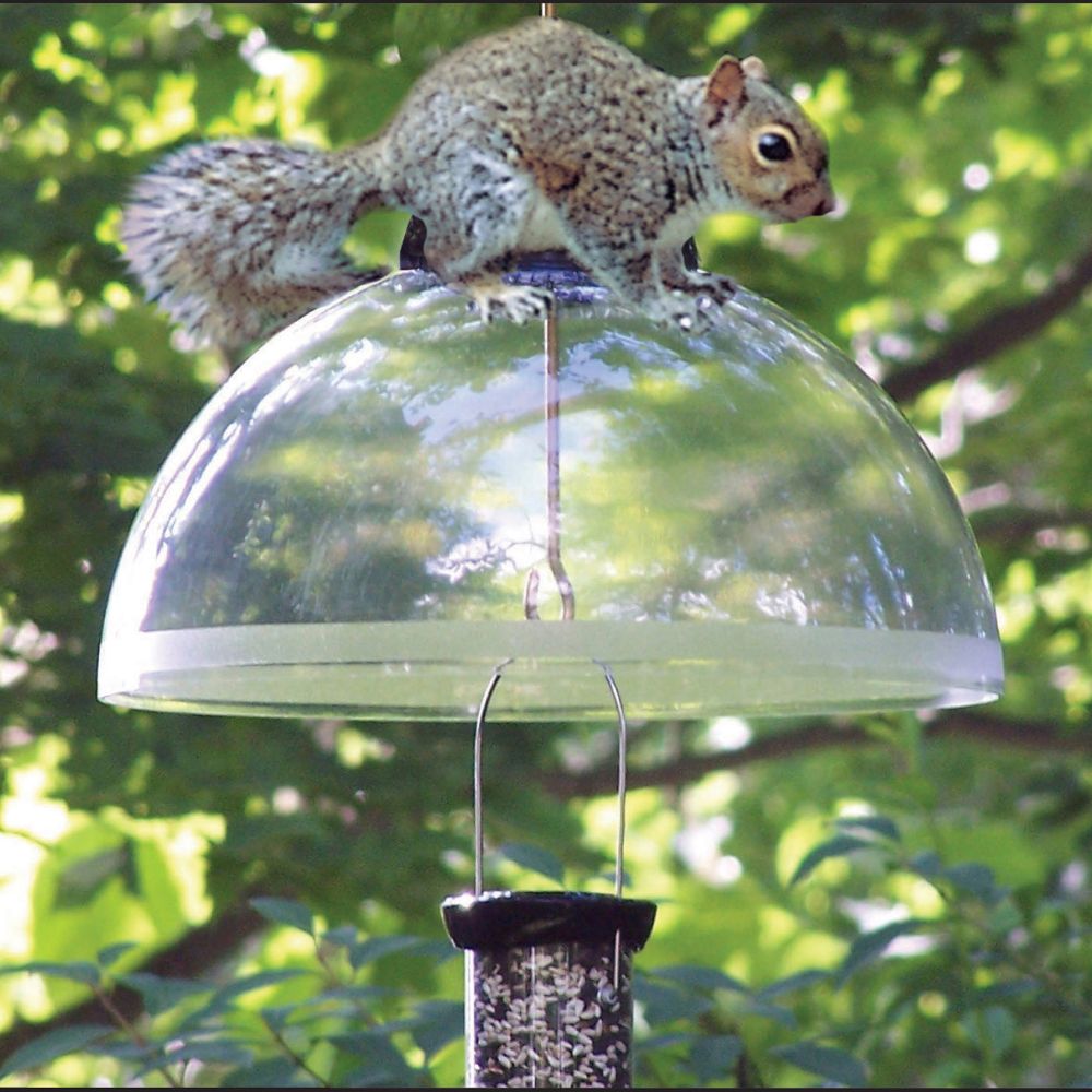 Droll Yankee 15in Black Squirrel Guard