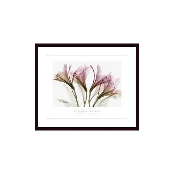 Alstromeria ,framing: Black Wood, White Matte 246558S61