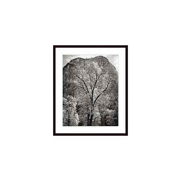 Autumn Tree Against Cathedral Rocks, Yosemite ,framing: Black Wood,