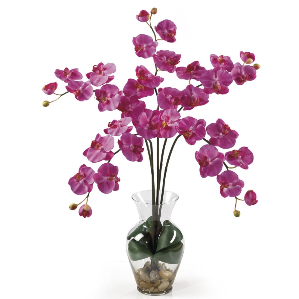 Phalaenopsis Liquid Illusion