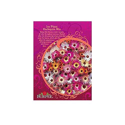 Burpee Seeds -- Ice Plant Harlequin Mix