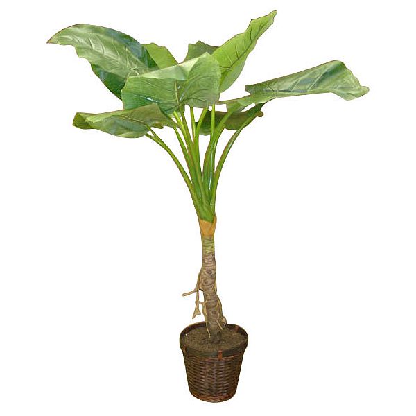 6 Ft. Caladium (elephant Ear) Plant G2673/14BKW