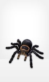 Animals & Specialty