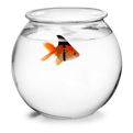 Fish & Aquatic Supplies at mygofer.com