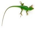 Reptile & Exotics Supplies at mygofer.com