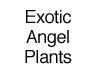 Exotic Angel Plants