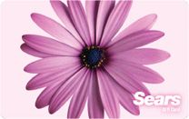 Pink Gerber Daisy eGift Card