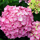 Bushes&#x20;&amp;&#x20;Shrubs