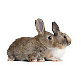 Small&#x20;Animal&#x20;Supplies