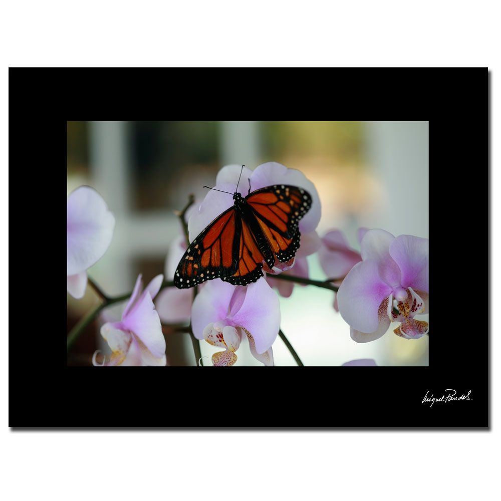 Trademark Art 18x24 inches "Butterfly II" by Miguel Paredes