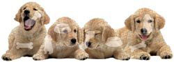 Paper House Golden Retriever Puppies Jigsaw Shaped Puzzle