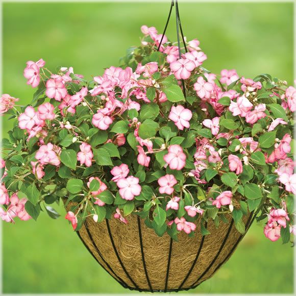 Cobraco Growers Style 12" Hanging Basket - Black at Sears.com