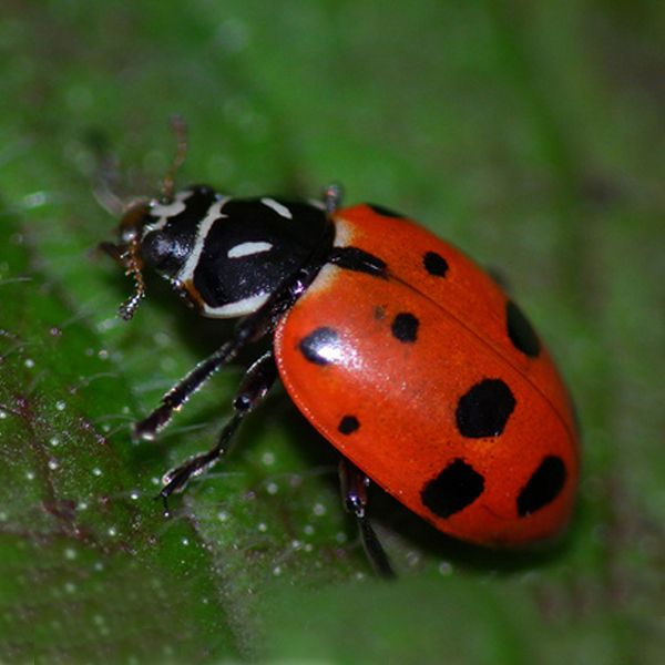 Orcon Live Ladybugs 9,000 count, LB-C9000 at Kmart.com