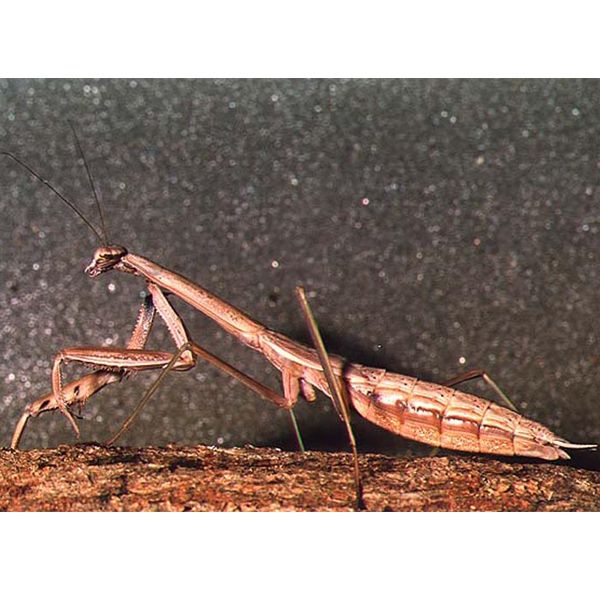 Orcon Live Praying Mantis 3 egg masses, PM-C3 at Kmart.com