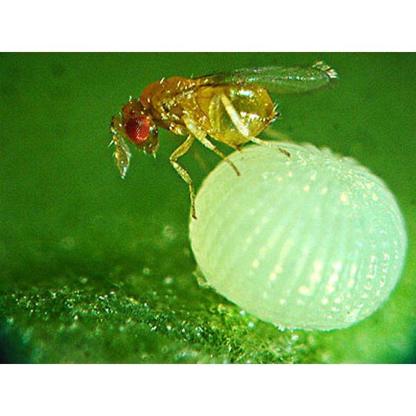 Orcon Live Trichogramma 3 squares w/12,000 eggs, TR-C3SQ at Kmart.com