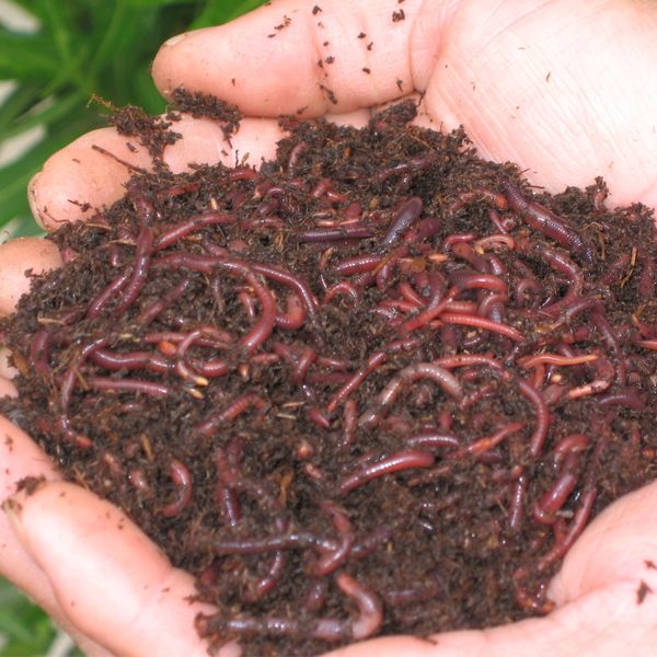 Orcon Earthworms 1,800-2,000 worms , EW-C1LB