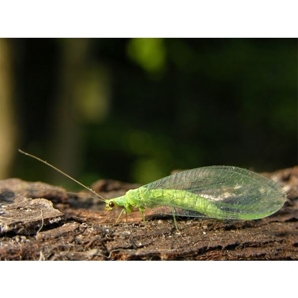 Orcon Live Green Lacewings 4,000 eggs, GL-C4000 at Sears.com