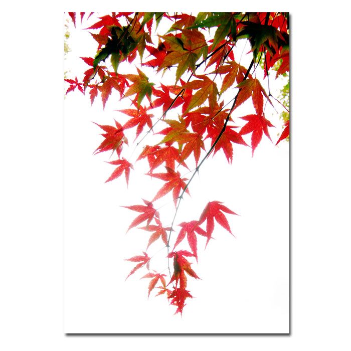 Trademark Art 14x20 inches Kurt Shaffer "Japanese Maple Leaves" 14x20